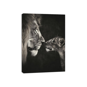 Playful Lion Canvas Print