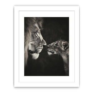 Playful Lion Streched canvas