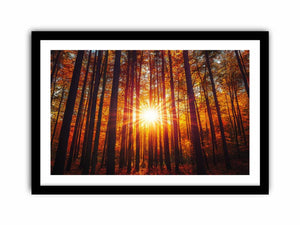 Sunshine 12 Art Print