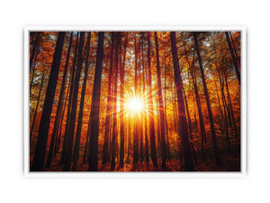 Sunshine 12 Framed Print