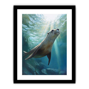 Australian Sea Lion Art Print