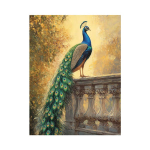 Peacock Sunset Glory