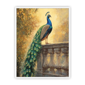 Peacock Sunset Glory Framed Print
