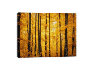 Flames Of Fall Canvas Print