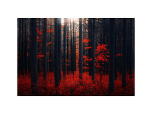 Dense Red Forest