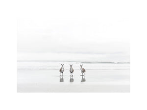 kangaroo On Beach