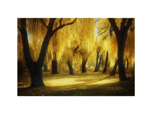 Golden willow forest canvas art with glowing trees and warm sunlight for living room wall decor.