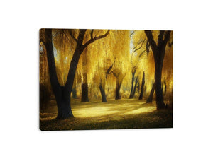 Golden willow forest canvas art with glowing trees and warm sunlight for living room wall decor.