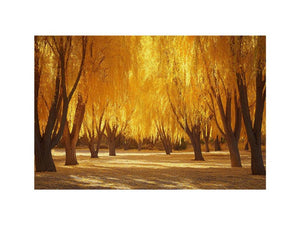 Amber golden willow forest canvas art with autumn trees for warm bedroom or living room decor.