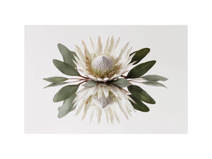 King Protea