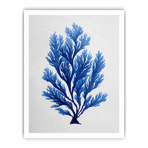 Blue coral botanical artwork for coastal bathroom and living room decor