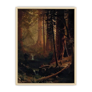 Giant Redwood Trees of California Art Print