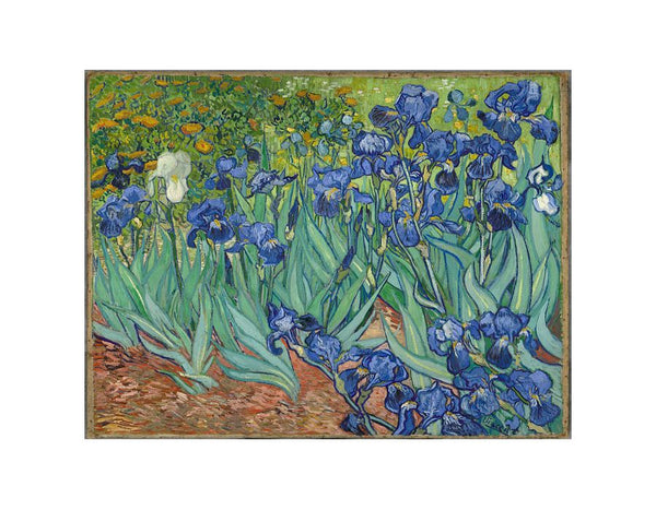 Irises By Van Gogh Painting Art Print.