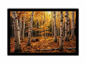 Luxury autumn birch forest wall art with golden foliage and white tree trunks in a serene woodland landscape painting style
