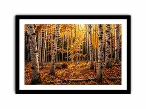 Luxury autumn birch forest wall art with golden foliage and white tree trunks in a serene woodland landscape painting style