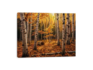 Luxury autumn birch forest wall art with golden foliage and white tree trunks in a serene woodland landscape painting style