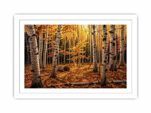 Luxury autumn birch forest wall art with golden foliage and white tree trunks in a serene woodland landscape painting style
