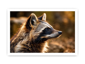 Warm golden raccoon wildlife canvas art for rustic modern living room and nature-inspired interiors