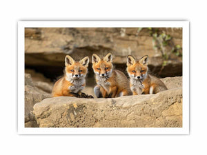 Three Red Fox Kits Art framed Print