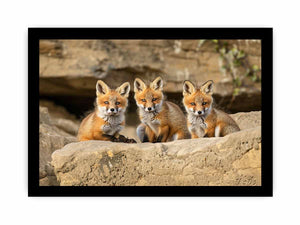 Three Red Fox Kits Art framed Print