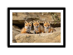 Three Red Fox Kits Art framed Print