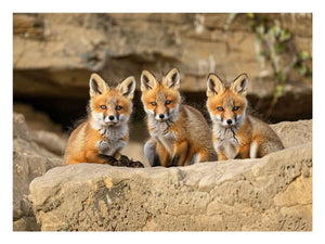 Three curious fox kits wildlife canvas art for rustic living room and nature inspired home decor
