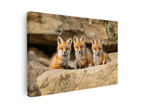 Three curious fox kits wildlife canvas art for rustic living room and nature inspired home decor