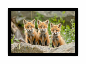 Red Fox Art framed Print