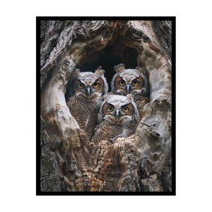 baby owls Art canvas Print