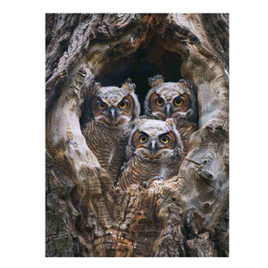 Owl family wildlife photography in tree hollow for rustic decor