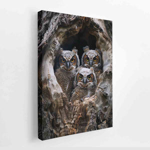 baby owls Art canvas Print