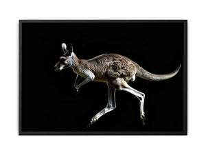 Dramatic kangaroo wildlife canvas art on black background for modern office decor.