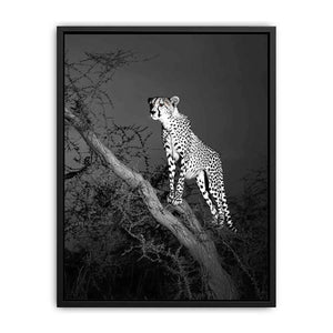 Black and white cheetah canvas art for bold modern office or living room decor.