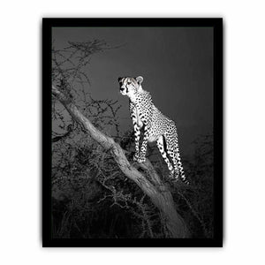 Black and white cheetah canvas art for bold modern office or living room decor.