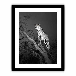 Black and white cheetah canvas art for bold modern office or living room decor.