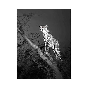 Black and white cheetah canvas art for bold modern office or living room decor.
