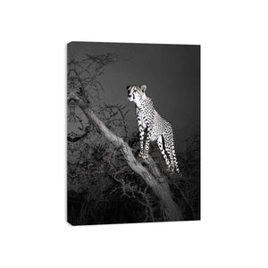 Black and white cheetah canvas art for bold modern office or living room decor.