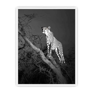 Black and white cheetah canvas art for bold modern office or living room decor.