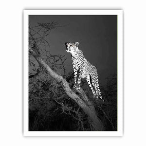 Black and white cheetah canvas art for bold modern office or living room decor.