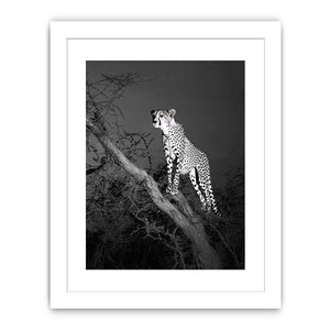Black and white cheetah canvas art for bold modern office or living room decor.