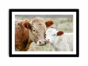 Cow and calf photography for warm farmhouse living room decor