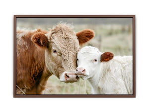 Cow and calf photography for warm farmhouse living room decor