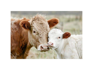 Cow and calf photography for warm farmhouse living room decor
