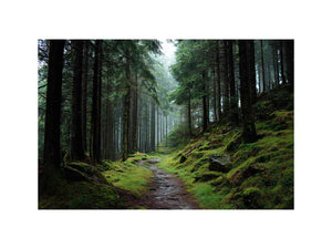 Misty forest path canvas photography for calm green living room decor.