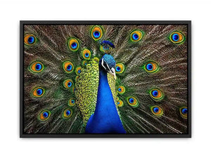 Royal peacock wall art with vibrant blue and green feathers luxury wildlife canvas print