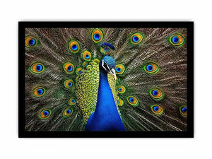 Royal peacock wall art with vibrant blue and green feathers luxury wildlife canvas print