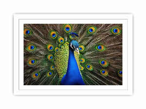 Royal peacock wall art with vibrant blue and green feathers luxury wildlife canvas print
