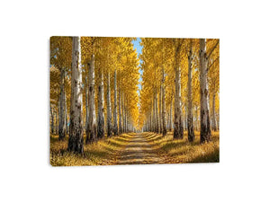 Golden autumn birch forest canvas art for warm hallway and living room decor.
