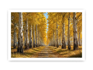 Golden autumn birch forest canvas art for warm hallway and living room decor.