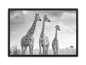 Black and white giraffe canvas art for modern living room decor.